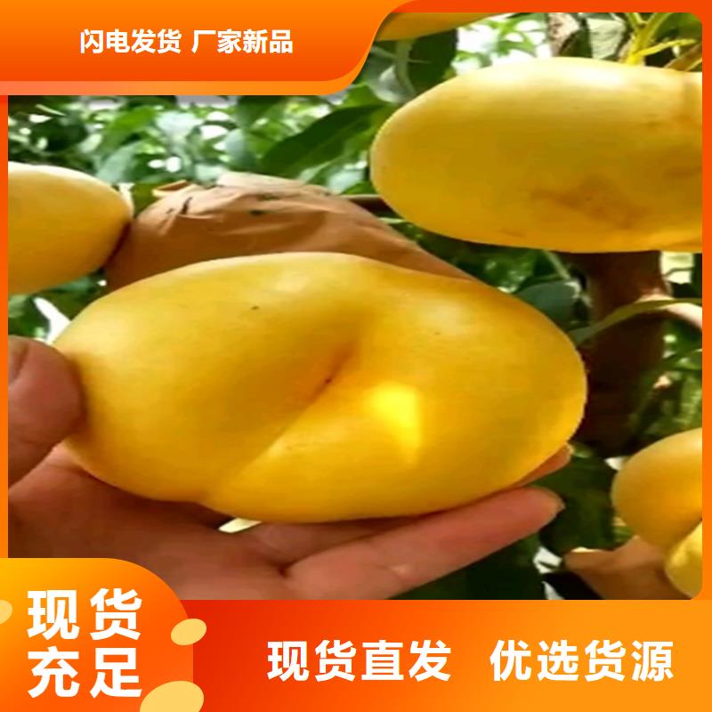 苹果苗视频-苹果苗|贵州省安顺市|平坝|西秀|六盘水|毕节|遵义|黔东南|黔南|铜仁|贵阳