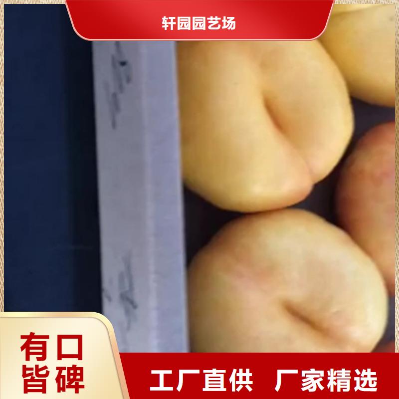 轩园桃,【苹果苗】现货销售-苹果苗