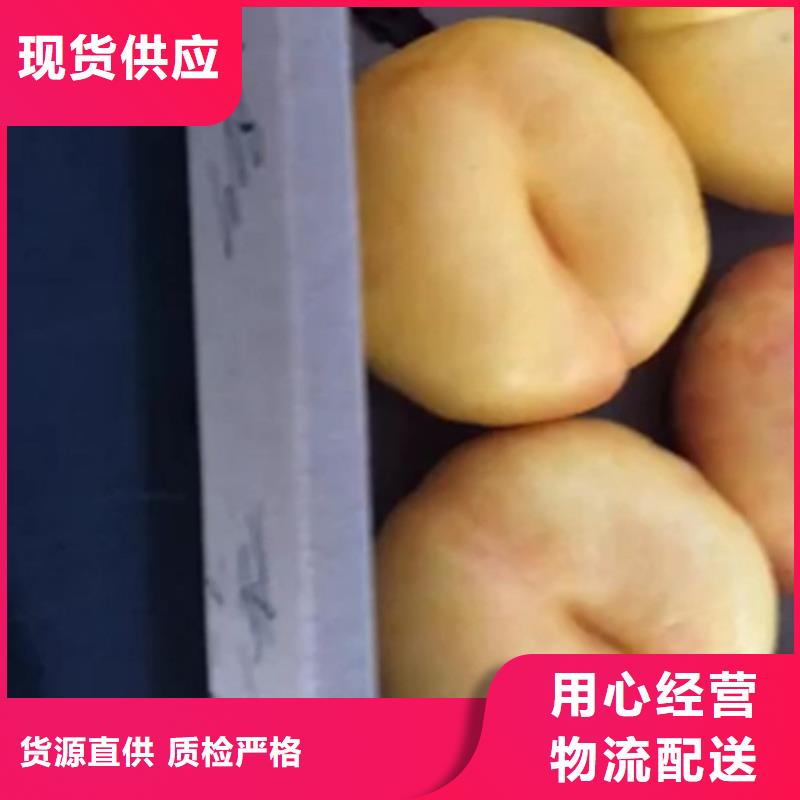 苹果苗视频-绍兴|湖州|衢州|杭州苹果苗专注细节更放心-轩园园艺场(浙江省分公司)