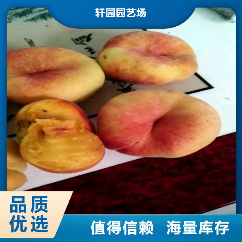 桃桃树苗产品细节参数