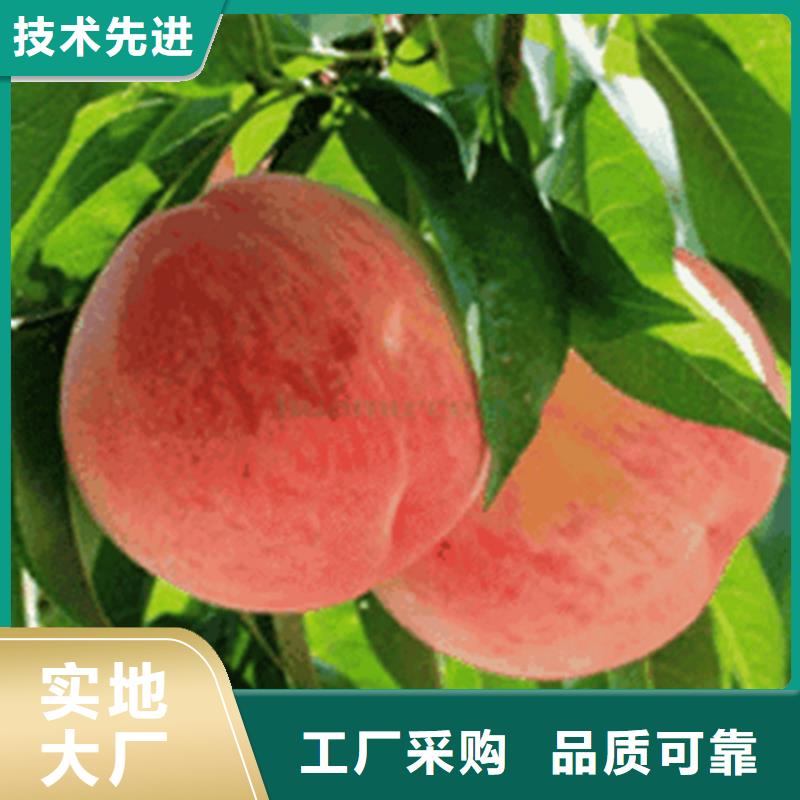 桃石榴树苗一站式供应厂家