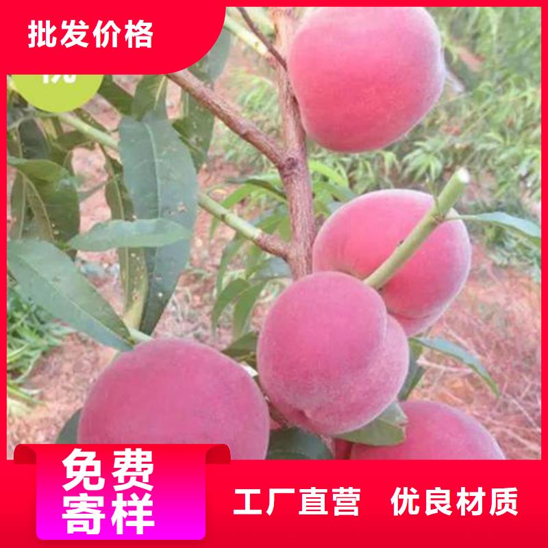 轩园桃,【苹果苗】现货销售-苹果苗