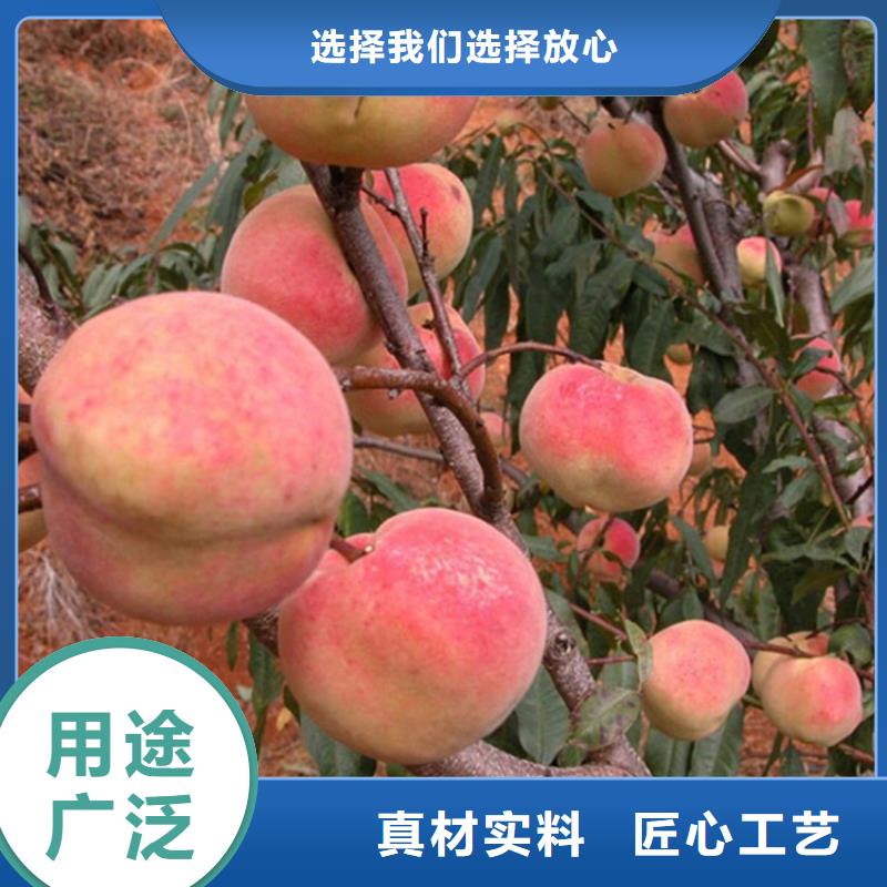 桃石榴树苗一站式供应厂家