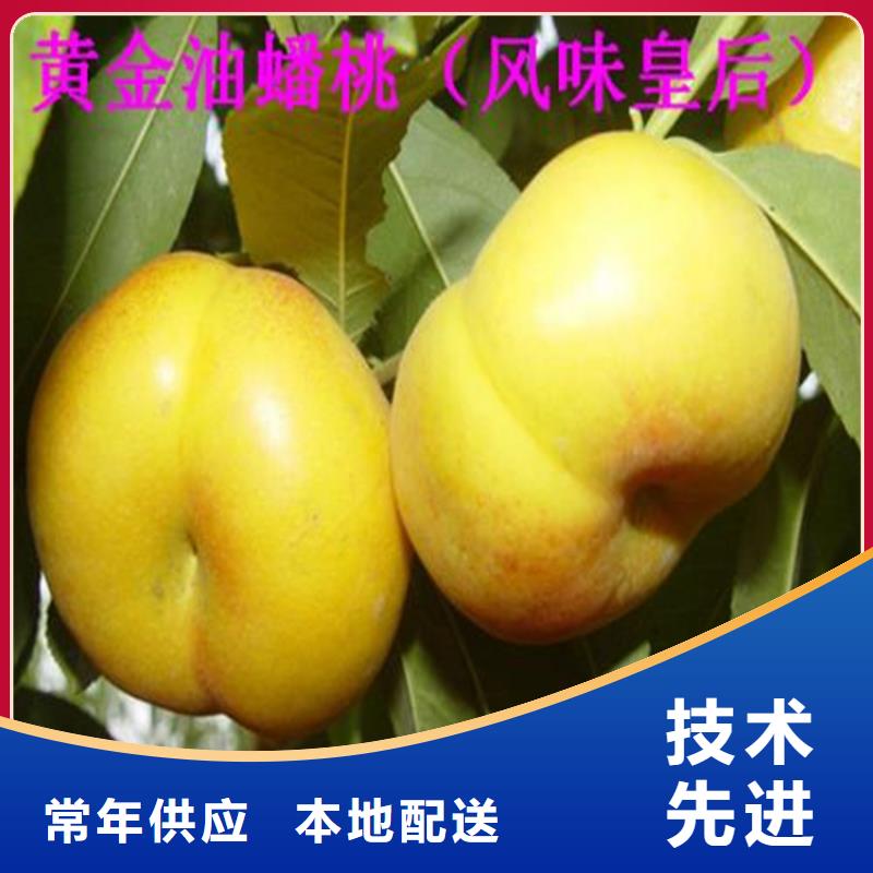 桃石榴树苗一站式供应厂家