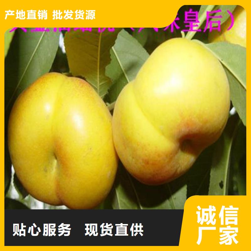 桃-草莓苗市场行情