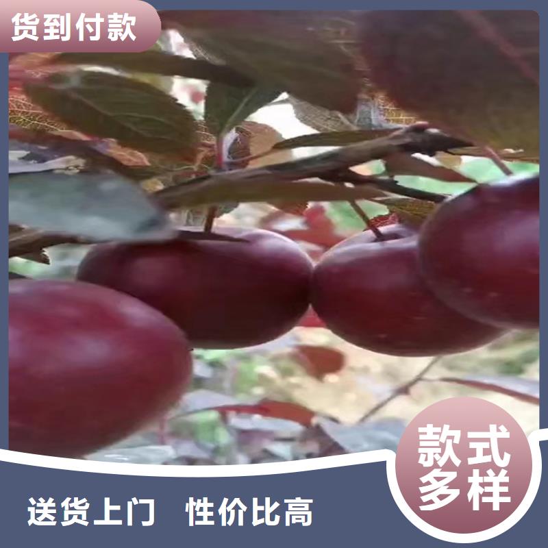 苹果苗视频-苹果苗_河南省漯河市市场覆盖郾城|召陵|商丘|信阳|郑州|三门峡|开封|周口等
