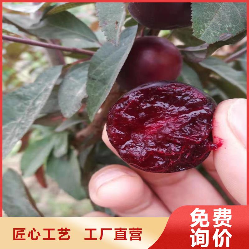 李子北美冬青优质材料厂家直销