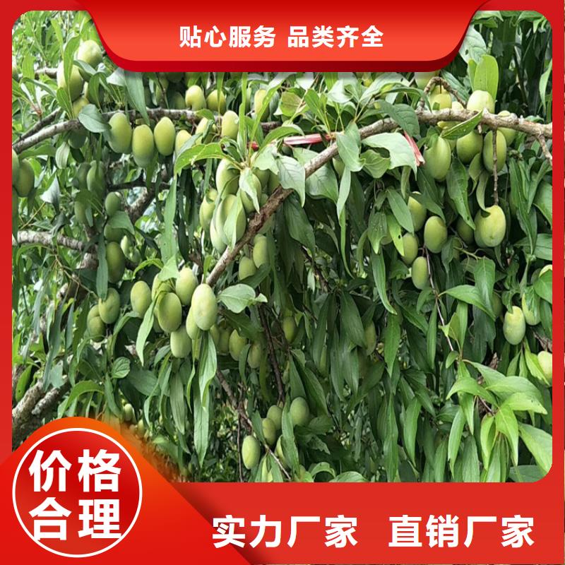 李子桃树苗以质量求生存