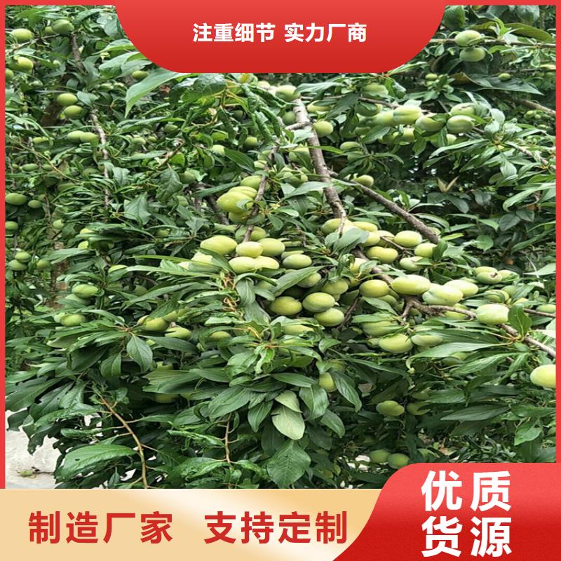 李子 【【蓝莓苗】】质量为本-服务区域包括铜川|安康|咸阳|西安|汉中|商洛|宝鸡等-产品视频