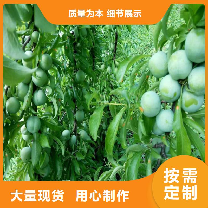 李子 【【蓝莓苗】】质量为本-服务区域包括铜川|安康|咸阳|西安|汉中|商洛|宝鸡等-产品视频