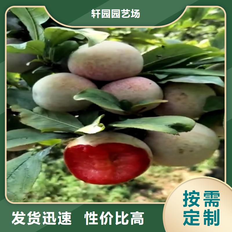 李子 【【蓝莓苗】】质量为本-服务区域包括铜川|安康|咸阳|西安|汉中|商洛|宝鸡等-产品视频