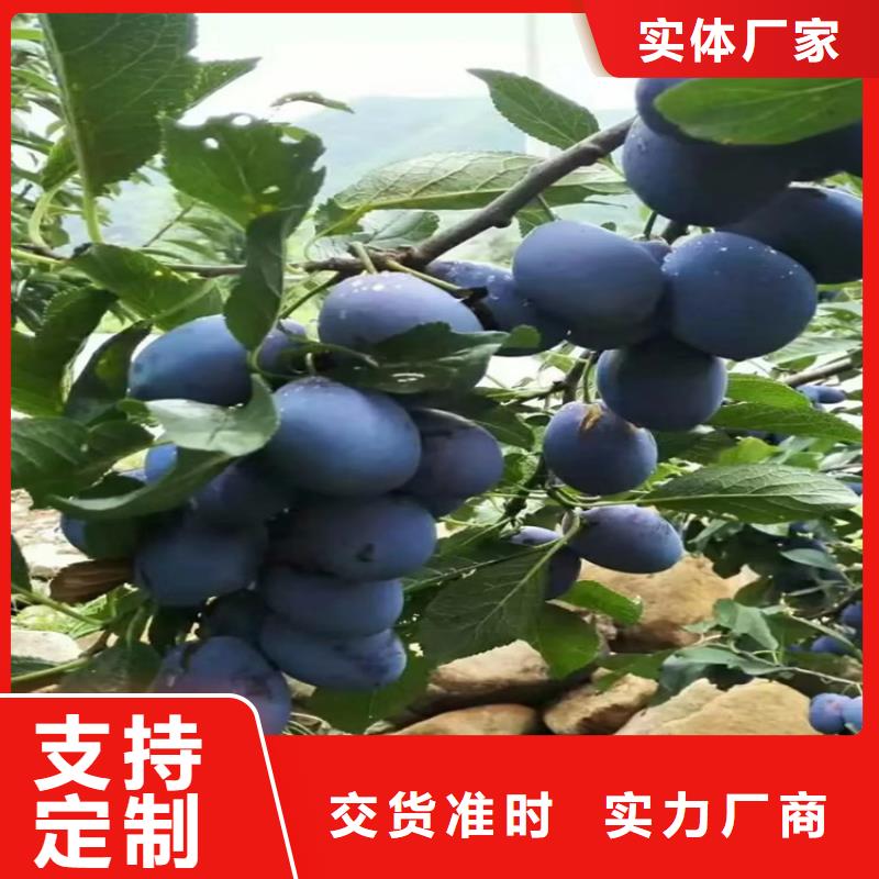 李子 【【蓝莓苗】】质量为本-服务区域包括铜川|安康|咸阳|西安|汉中|商洛|宝鸡等-产品视频