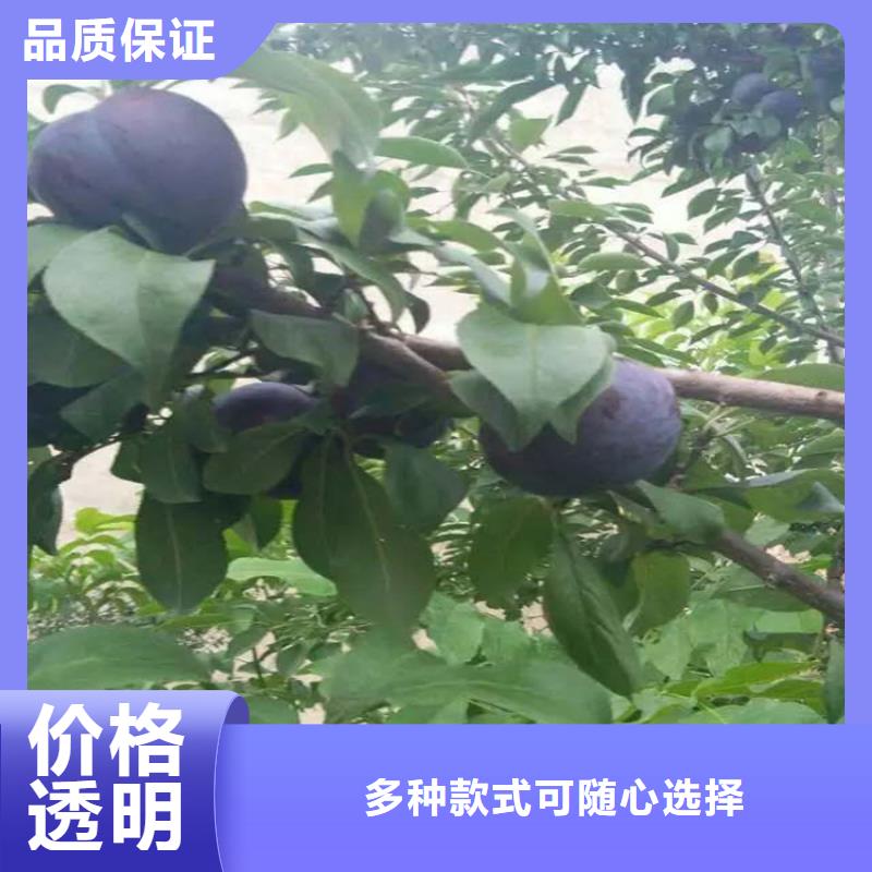 李子 【【蓝莓苗】】质量为本-服务区域包括铜川|安康|咸阳|西安|汉中|商洛|宝鸡等-产品视频