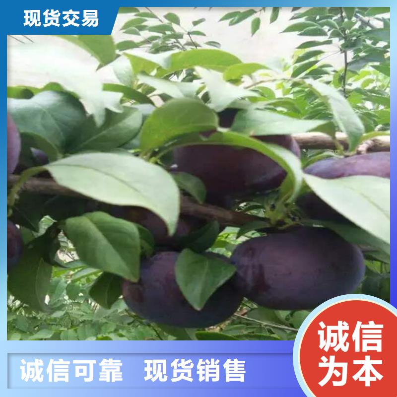 李子 【【蓝莓苗】】质量为本-服务区域包括铜川|安康|咸阳|西安|汉中|商洛|宝鸡等-产品视频