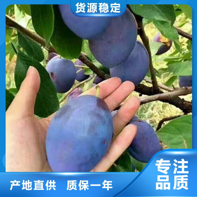李子北美冬青优质材料厂家直销