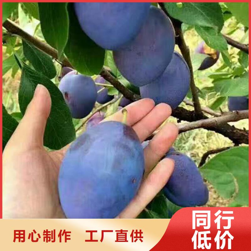 李子 【【蓝莓苗】】质量为本-服务区域包括铜川|安康|咸阳|西安|汉中|商洛|宝鸡等-产品视频