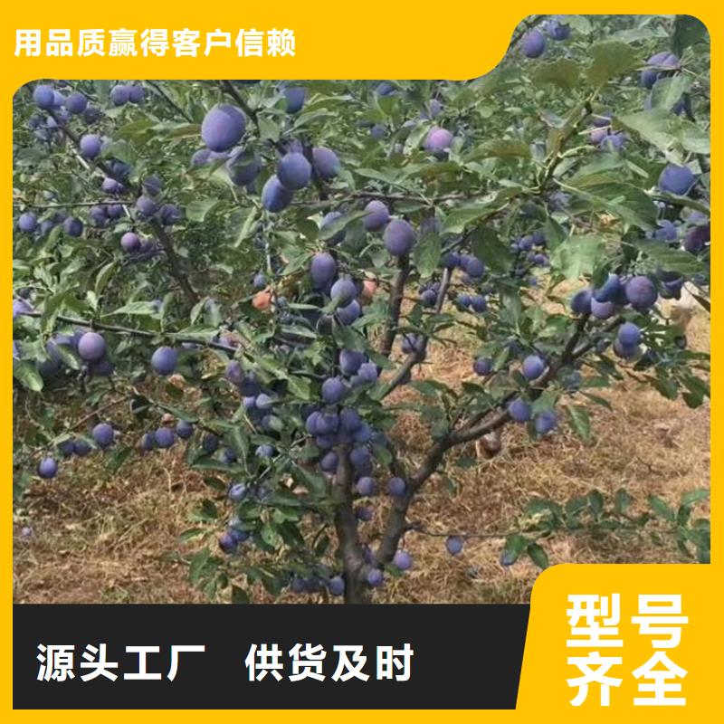 苹果苗视频-宁波市苹果苗-【同城】可服务区域象山|镇海|嘉兴|金华|舟山|衢州|丽水