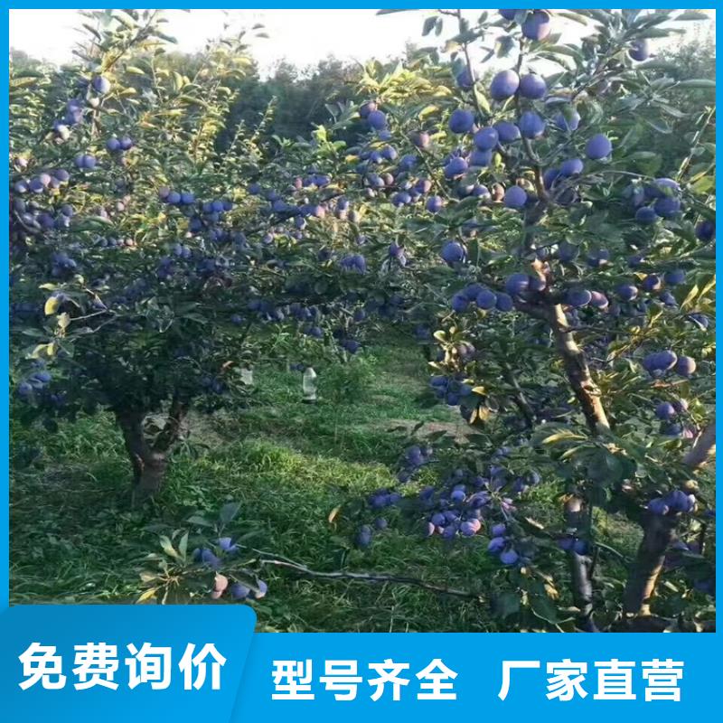 苹果苗视频-苹果苗_河南省漯河市市场覆盖郾城|召陵|商丘|信阳|郑州|三门峡|开封|周口等