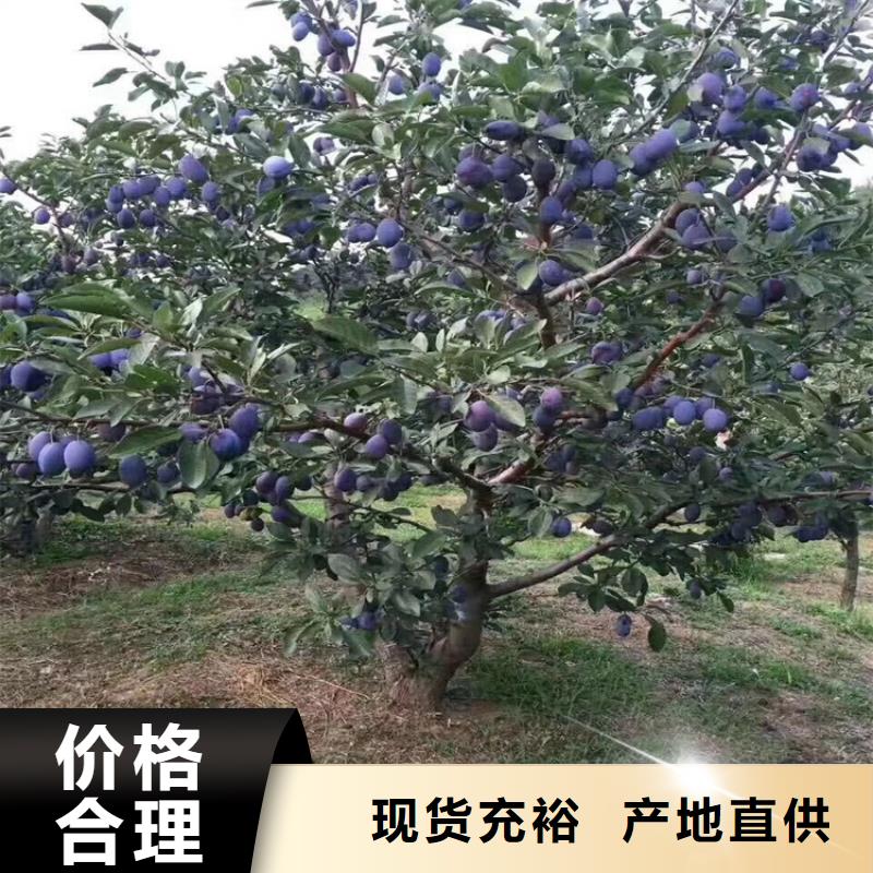 苹果苗视频-宁波市苹果苗-【同城】可服务区域象山|镇海|嘉兴|金华|舟山|衢州|丽水