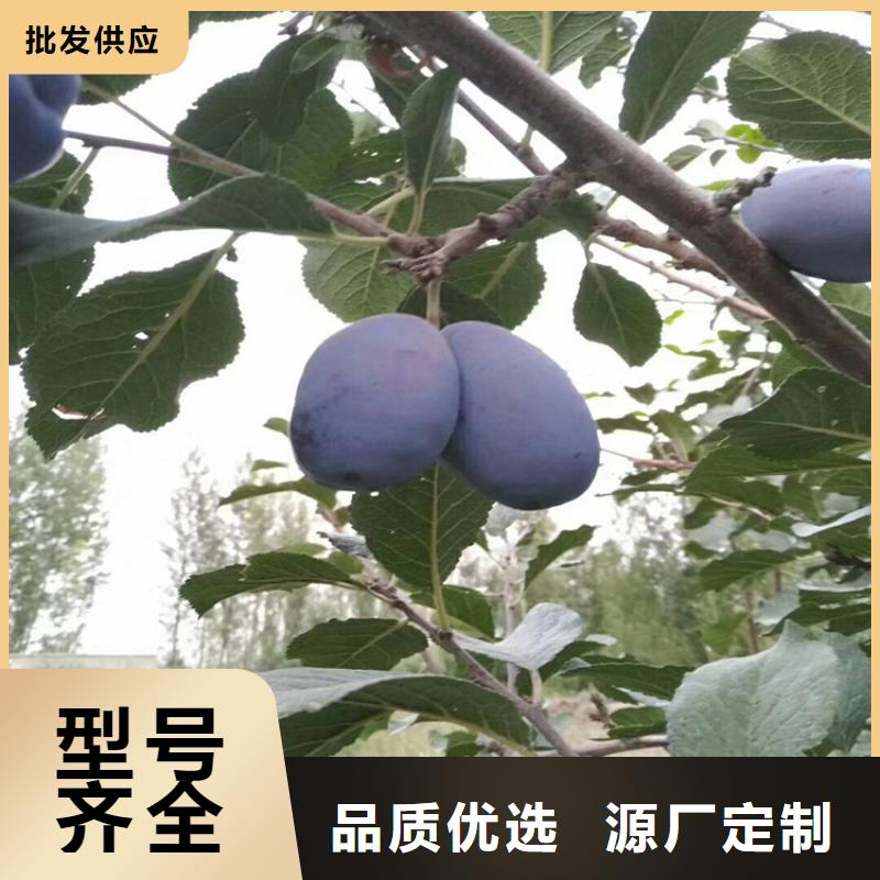 苹果苗视频-宁波市苹果苗-【同城】可服务区域象山|镇海|嘉兴|金华|舟山|衢州|丽水