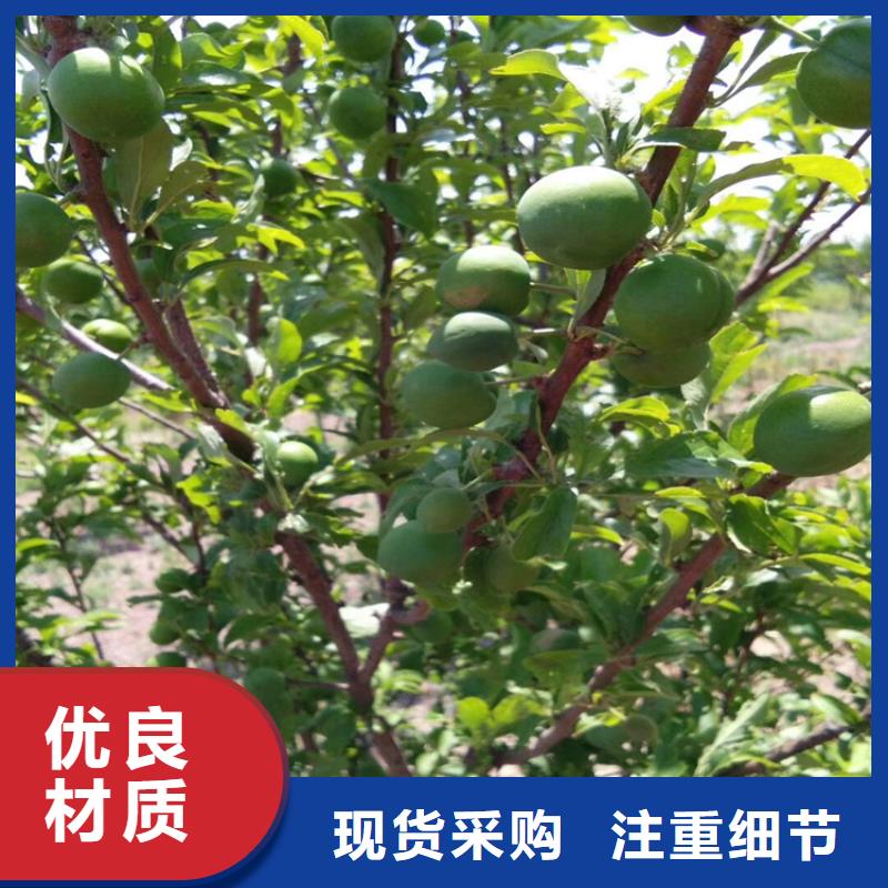 苹果苗视频-宁波市苹果苗-【同城】可服务区域象山|镇海|嘉兴|金华|舟山|衢州|丽水