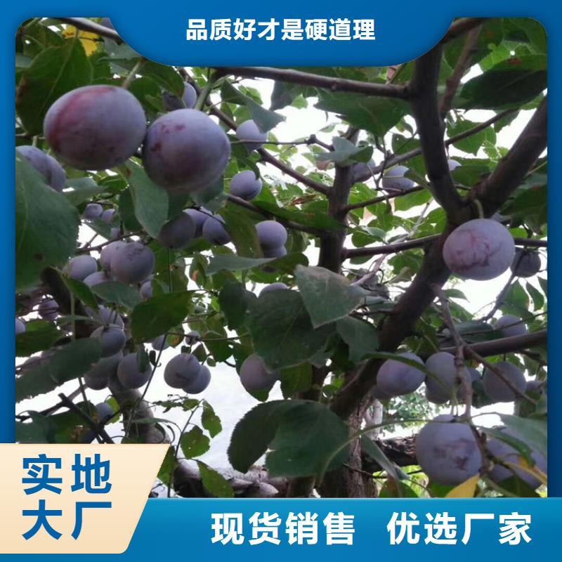李子桃树苗以质量求生存