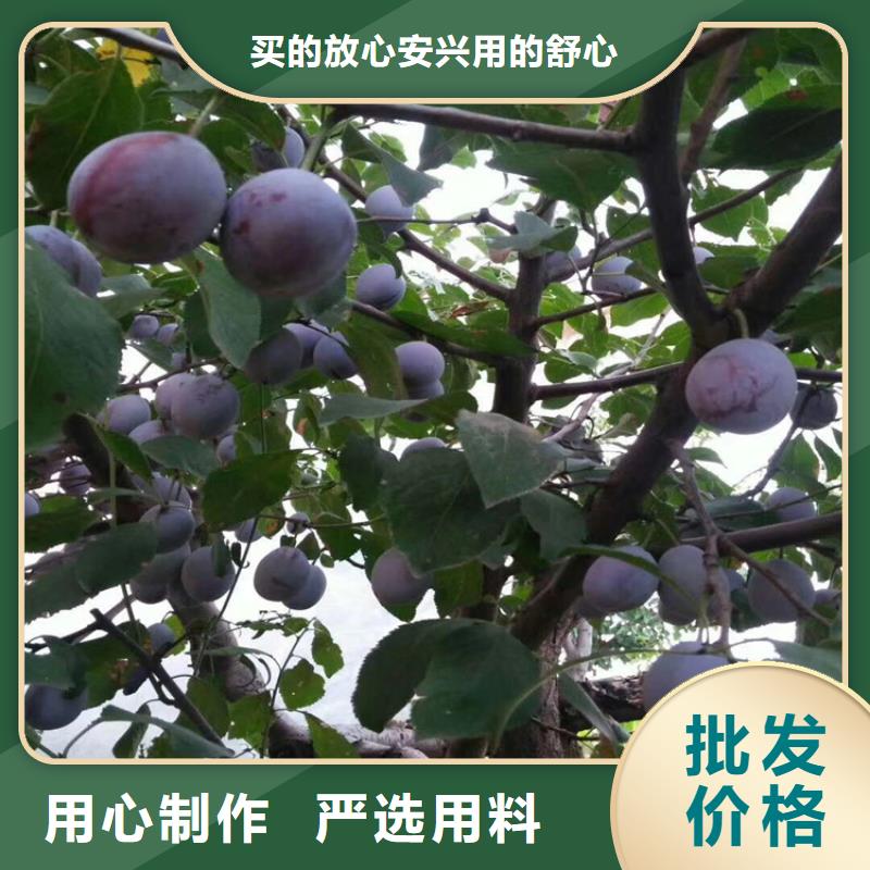李子桃树苗以质量求生存