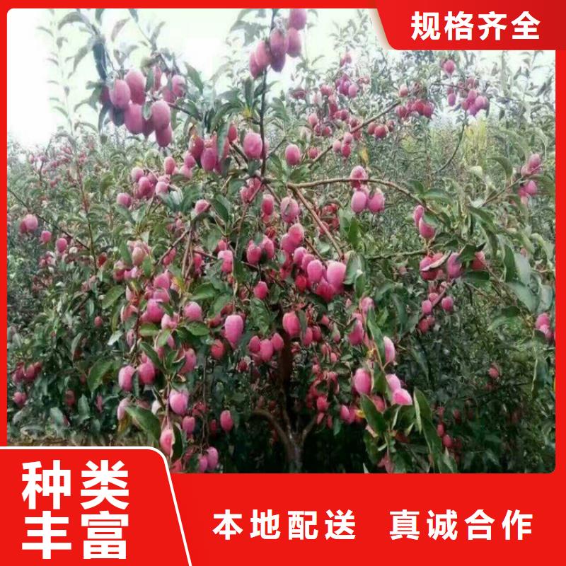 李子北美冬青优质材料厂家直销