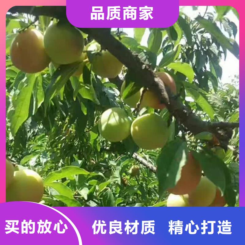 苹果苗视频-宁波市苹果苗-【同城】可服务区域象山|镇海|嘉兴|金华|舟山|衢州|丽水