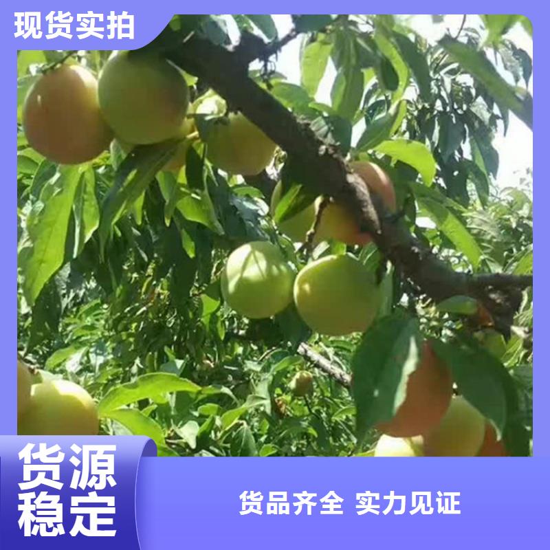 苹果苗视频-苹果苗_河南省漯河市市场覆盖郾城|召陵|商丘|信阳|郑州|三门峡|开封|周口等