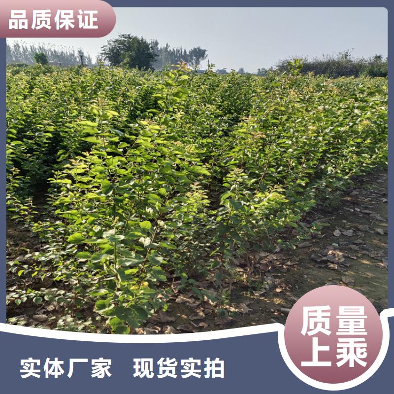 李子 【【蓝莓苗】】质量为本-服务区域包括铜川|安康|咸阳|西安|汉中|商洛|宝鸡等-产品视频