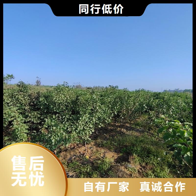 李子 【【蓝莓苗】】质量为本-服务区域包括铜川|安康|咸阳|西安|汉中|商洛|宝鸡等-产品视频