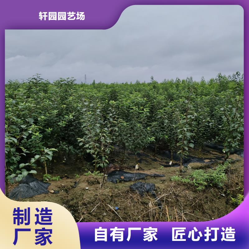 李子草莓苗细节之处更加用心