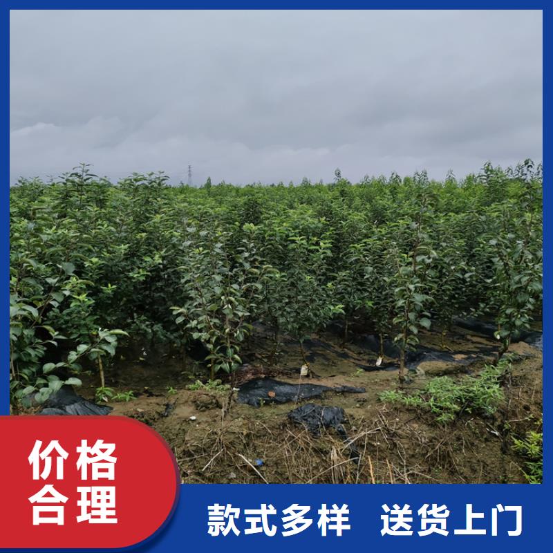 苹果苗视频-宁波市苹果苗-【同城】可服务区域象山|镇海|嘉兴|金华|舟山|衢州|丽水