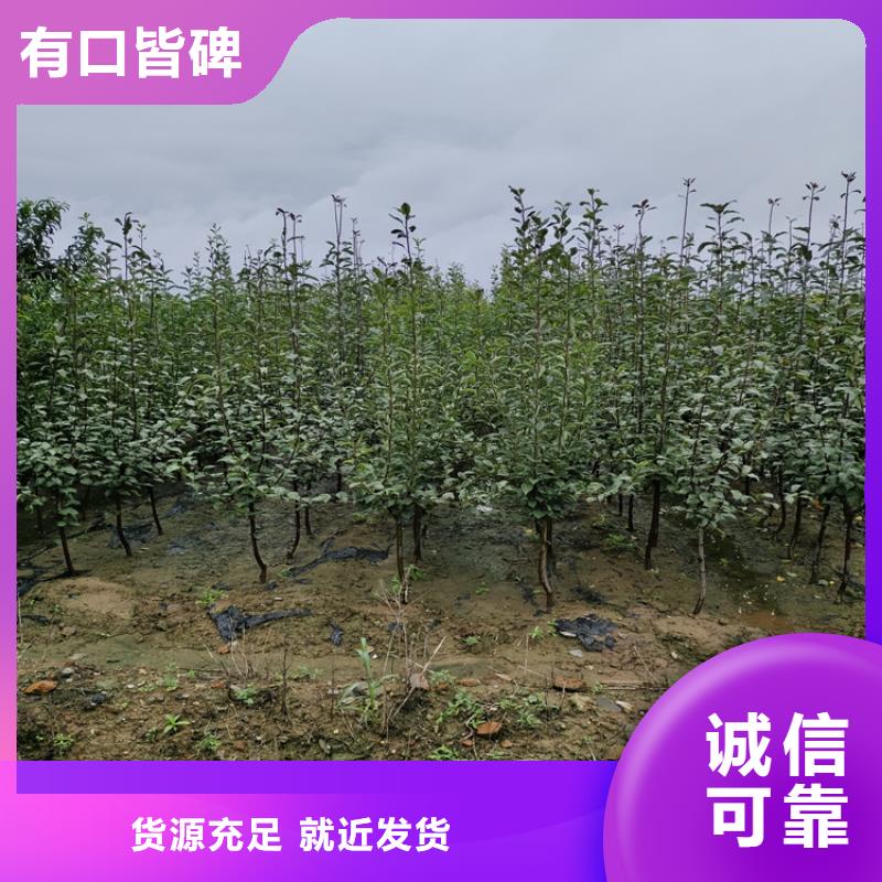 李子桃树苗以质量求生存