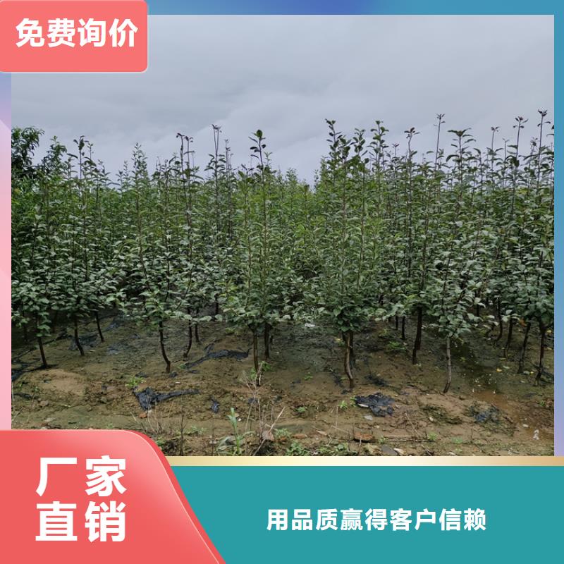 李子北美冬青优质材料厂家直销