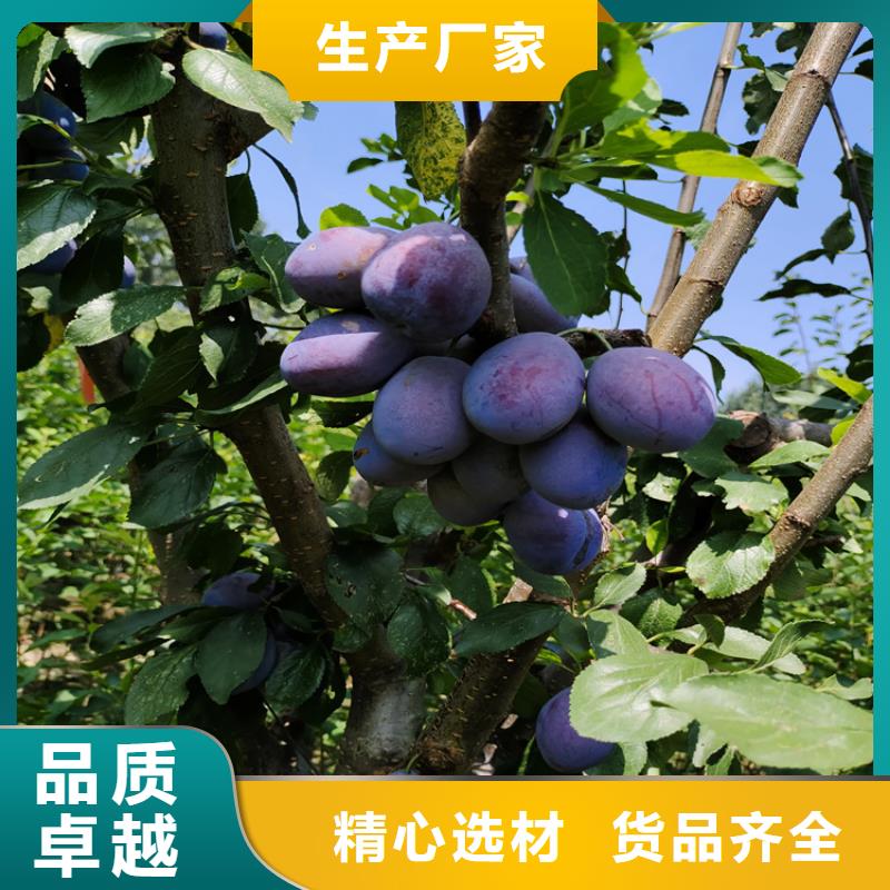 苹果苗视频-宁波市苹果苗-【同城】可服务区域象山|镇海|嘉兴|金华|舟山|衢州|丽水