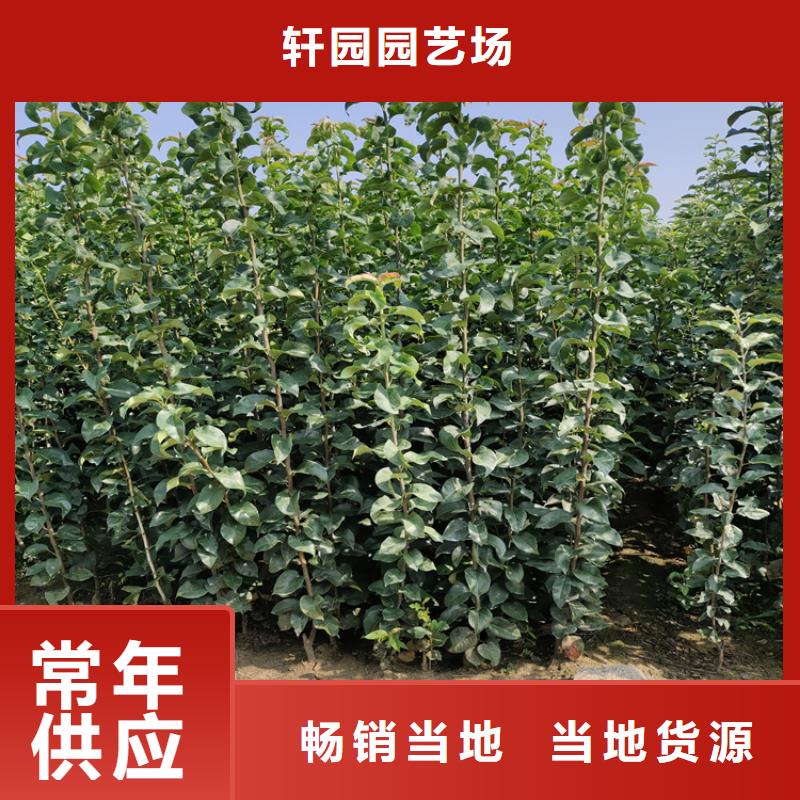 李子北美冬青优质材料厂家直销