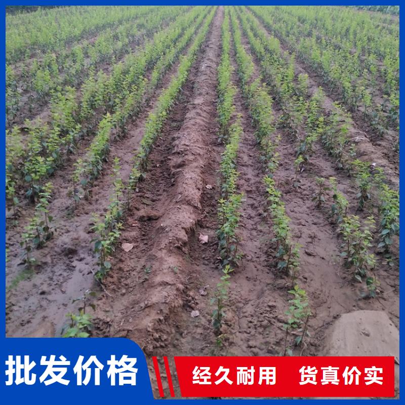 李子 【【蓝莓苗】】质量为本-服务区域包括铜川|安康|咸阳|西安|汉中|商洛|宝鸡等-产品视频