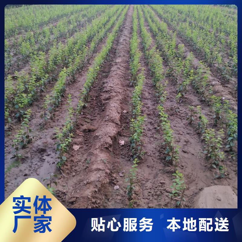 李子桃树苗以质量求生存