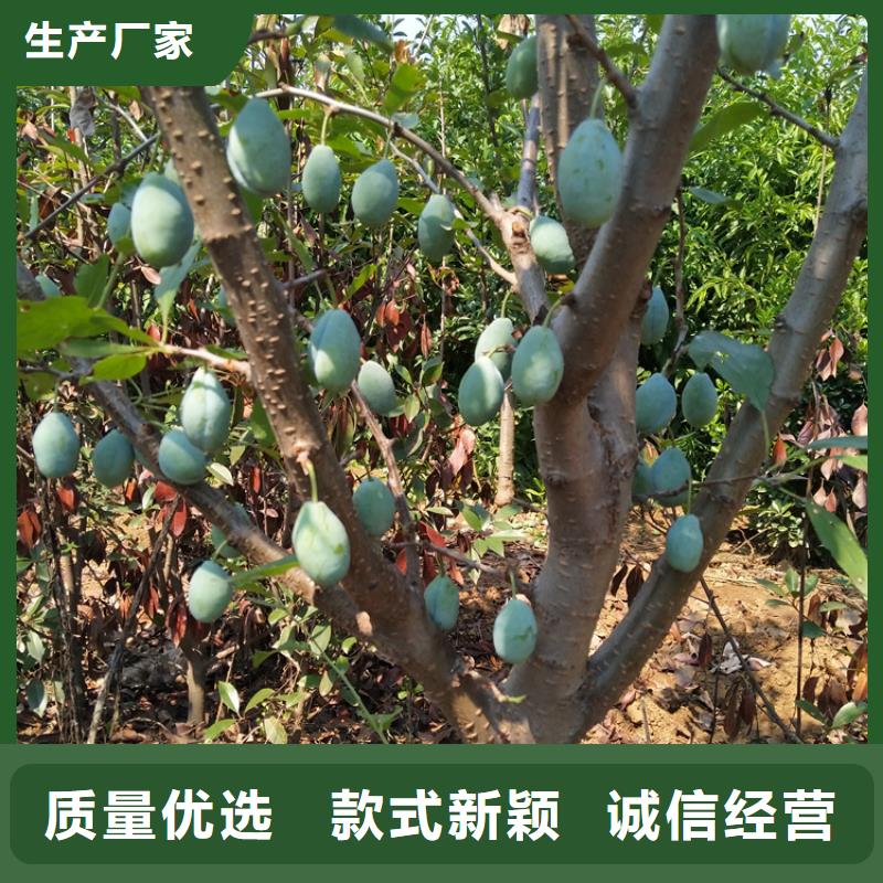 苹果苗视频-苹果苗_河南省漯河市市场覆盖郾城|召陵|商丘|信阳|郑州|三门峡|开封|周口等