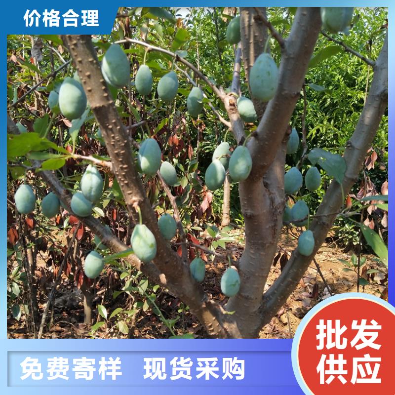 苹果苗视频-宁波市苹果苗-【同城】可服务区域象山|镇海|嘉兴|金华|舟山|衢州|丽水