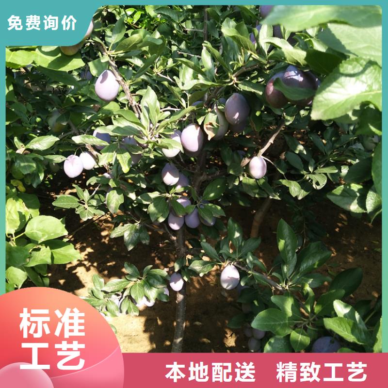 李子桃树苗以质量求生存