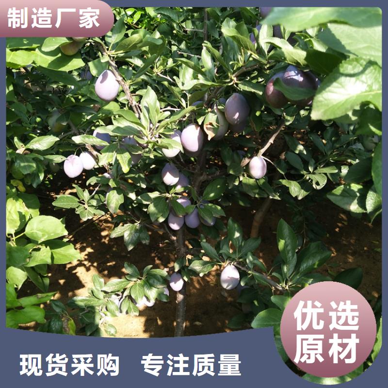 苹果苗视频-苹果苗_河南省漯河市市场覆盖郾城|召陵|商丘|信阳|郑州|三门峡|开封|周口等