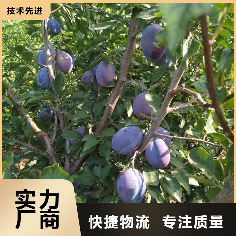 李子北美冬青优质材料厂家直销