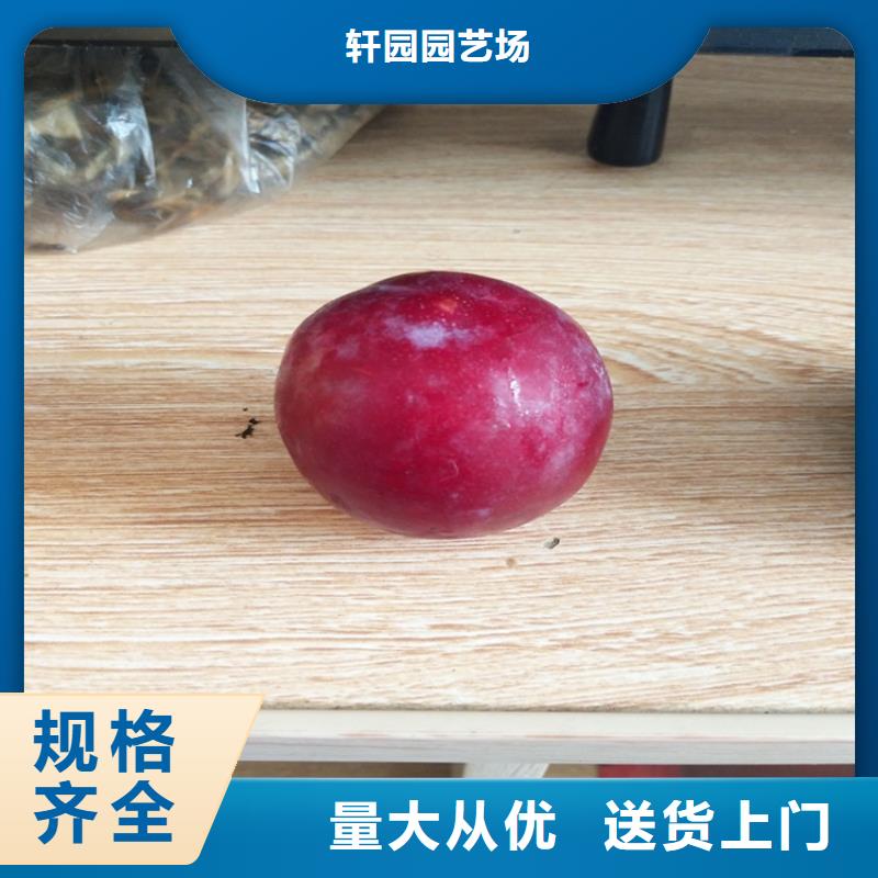 李子北美冬青优质材料厂家直销