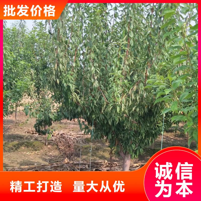 李子桃树苗以质量求生存