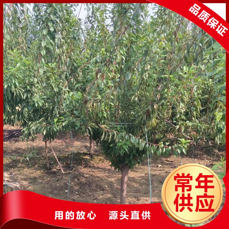 李子桃树苗以质量求生存