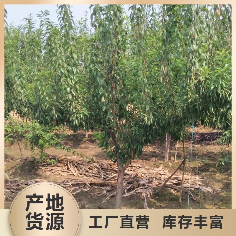 苹果苗视频-宁波市苹果苗-【同城】可服务区域象山|镇海|嘉兴|金华|舟山|衢州|丽水