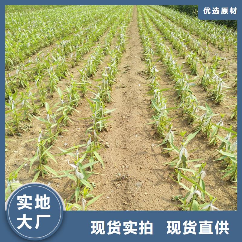 李子 【【蓝莓苗】】质量为本-服务区域包括铜川|安康|咸阳|西安|汉中|商洛|宝鸡等-产品视频